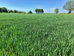 IMG_3632.jpeg