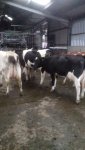 heifers1.jpg
