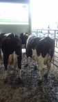heifers2.jpg