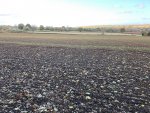IMG_2718.jpeg